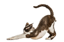 Front View Of A Devon Rex Stretching Isolated On White