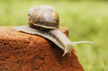 Slow Snail Moving Along A Brick