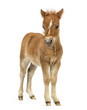 Front view of a young poney, foal against white background