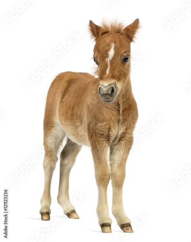 Fotomural Front view of a young poney, foal against white background