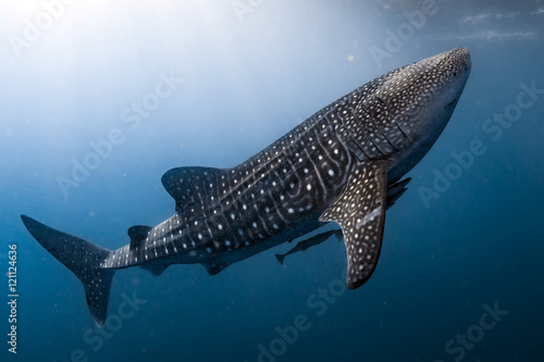 Fotografie, Obraz Whale Shark coming to you underwater close up portrait