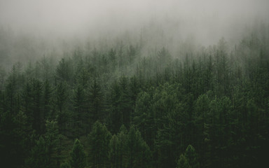 Plakat szczyt las drzewa podróż mgła