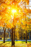 Fototapeta Nowy Jork - Colorful autumn park at sunny day