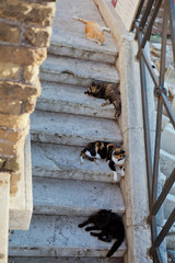 Wall Mural - Four cats lie on old stone footsteps in the lights of morning su