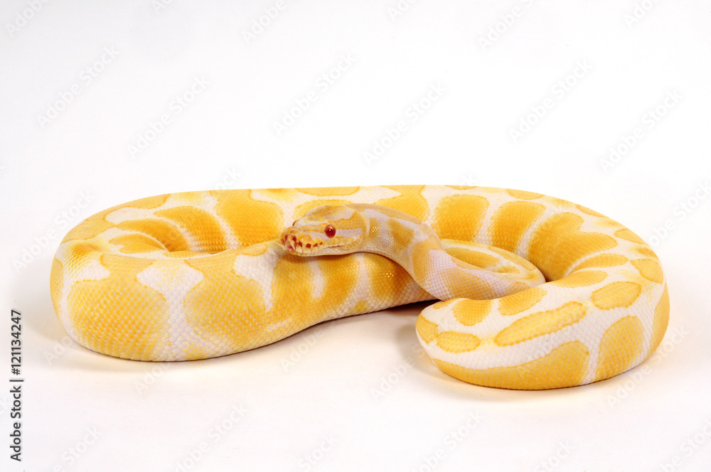 Königspython (Python regius) Albino Farbmorphe Stock Photo