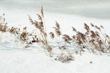 Reed Landscape By Winter