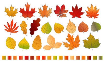 Poster - Different color autumn leaves vector collection. Leaves isolated