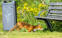 Immature Urban Red Fox Scavenging In A Park, At Hoek Van Holland, The Netherlands