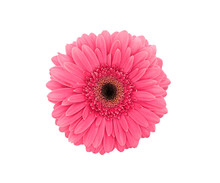 Pink Flower Gerbera Isolated On A White Background. Top View