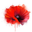 red poppy closeup, isolated on white background, with drips of paint as an artistic concept. Suitable print for garment and printing on notebooks, notebooks.
