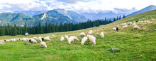 Rusinowa Polana In Tatra Mountain, Poland