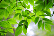 Beautiful green leaves of Ash tree