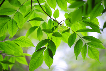 Beautiful green leaves of Ash tree