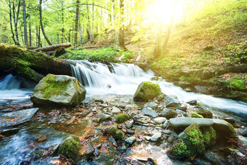 Wall Mural - mountain stream waterfall in the green forest