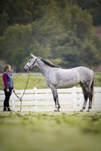 Young Woman Standing Looking At Her Grey Horse In A Paddock.