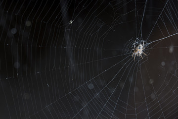 spider in the web hanging in there