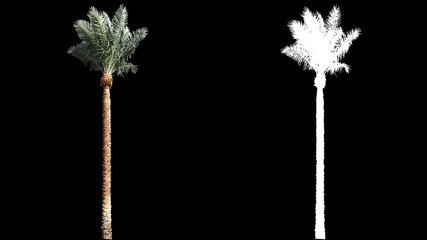 Wall Mural - Blowing on the wind beautiful long green full size real tropical palm trees isolated on alpha channel with black and white luminance matte, perfect for film, digital composition.