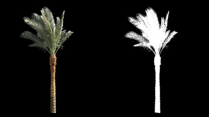 Sticker - Blowing on the wind beautiful green full size real tropical palm trees isolated on alpha channel with black and white luminance matte, perfect for film, digital composition.
