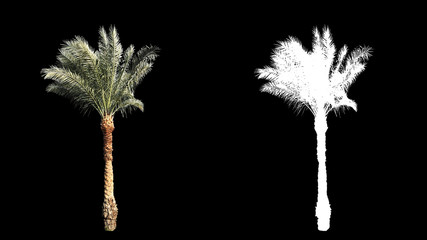 Canvas Print - Blowing on the wind beautiful green full size real tropical palm trees isolated on alpha channel with black and white luminance matte, perfect for film, digital composition.
