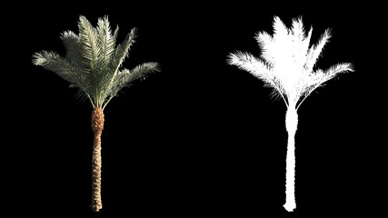 Poster - Blowing on the wind beautiful green full size real tropical palm trees isolated on alpha channel with black and white luminance matte, perfect for film, digital composition.