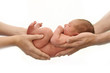 © FunnyLemon - Little newborn baby boy girl in parents' hands isolated