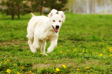 Wall Mural - Small funny puppy dogs Golden Retriever runs in the summer on a