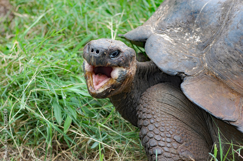 Fotografija  Giant galapagos tortoise with mouth open, closeup