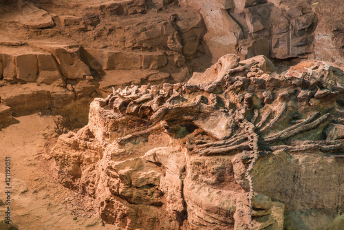 Photo Dinosaur fossil,Skeleton of dinosaur fossil,Old dinosaur fossil,Dinosaur Fossil