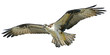 Osprey hawk winged flying hand draw and paint on white background vector illustration.