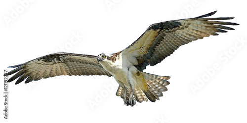 Cuadros en Lienzo Osprey hawk winged flying hand draw and paint on white background vector illustration