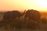 Fototapeta Natura - Typical african sunrise with elephants silhouettes in Masai Mara