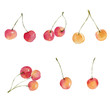 Watercolor cherries isolated on white background.