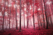 Red Saturated Mystic Autumn Season Beech Forest Landscape. Red Color Filter Tone Used.