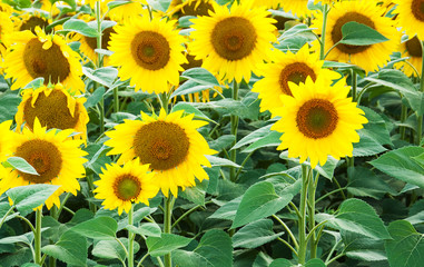 Wall Mural - Field with sunflowers