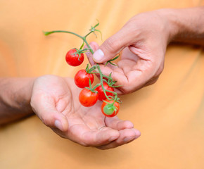 Sticker - Fresh cherry tomatoes (branch of cherry tomatoes) in a hand farm