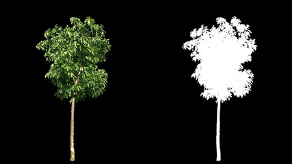 beautiful green full size real tree isolated on alpha channel with black and white luminance matte, 