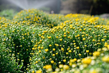 Yellow Chrysanthemum  In The Garden