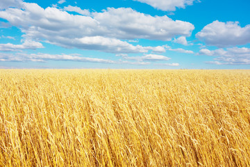 Wall Mural - golden wheat field