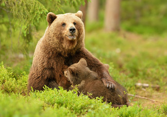 Wall Mural - brown bear breastfeeding cubs