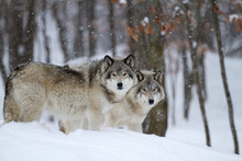 Timber Wolves Or Grey Wolves (Canis Lupus) Walking Through The Snow In A Canadian Winter