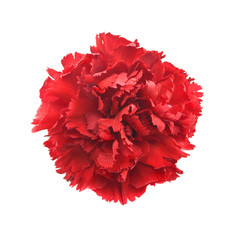 Wall Mural - Single flower, red carnation isolated on white background.