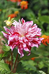 Pink dahlia