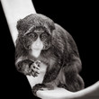 Baby De Brazza's Monkey VII