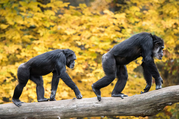 chimpanzee pair iii