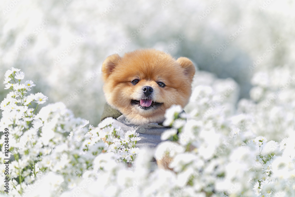 Pomeranian have enjoyed small flower garden - obrazy, fototapety, plakaty 