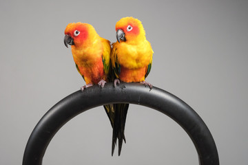 Poster - couple of sun conure parrot portrait in studio