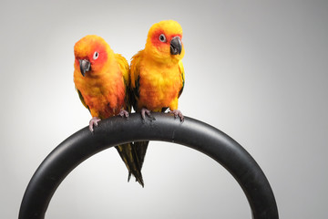 Wall Mural - couple of sun conure parrot portrait in studio