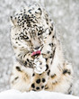 Snow Leopard in Snow Storm IV
