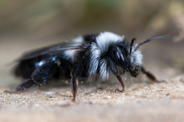 Wall Mural - Second generation ashy mining bee (Andrena cineria). Female insect in the family Andrenidae, showing long black and white hair and compound eye