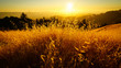 Golden Field in foothills of Santa Cruz Mountains, Sunset - Long Ridge Open Space Preserve, California